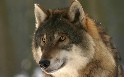 PARC ANIMALIER D'AUVERGNE